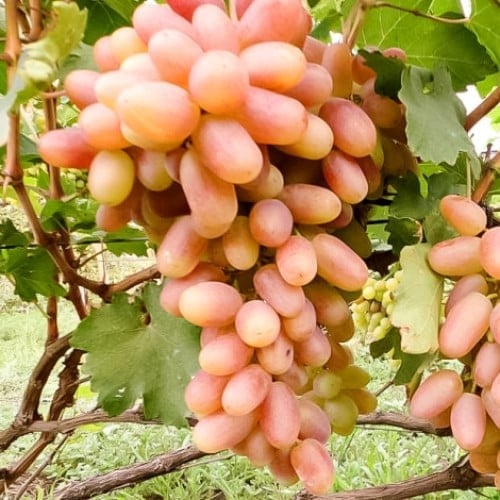 شتلات عنب الارجنتين