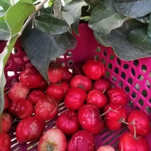 شتلات كرز تايلندي