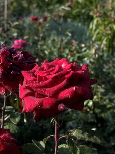 شتلات ورد جوري مخملي