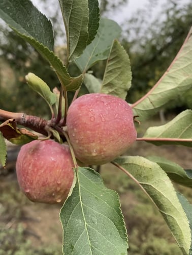 تفاح استاركنج