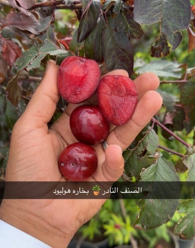 بخاره هوليود