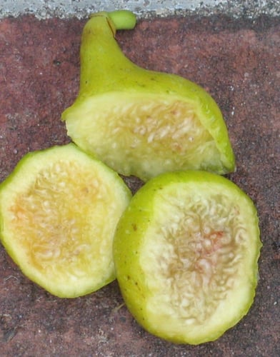 شتلات تين وايت مرسيليا