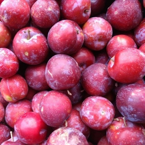 شتلات بخاره رد بيوتي Red Beauty