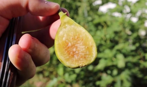 شتلات تين وايت مرسيليا