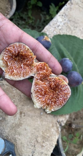 شتلات تين اميري بلاك