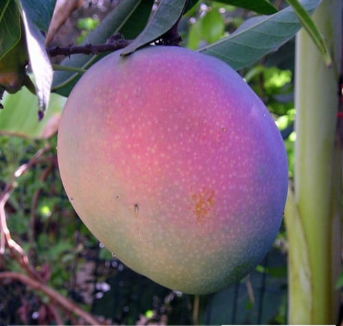 شتلات مانجو R2A2 صغير