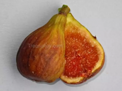 شتلات تين لبناني احمر