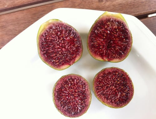 شتلات تين بونتي تريزا Ponte Teresa