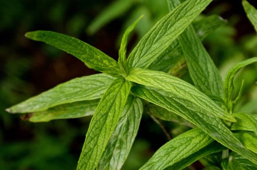 حبق المدينه