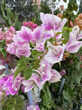 شتلات جهنميه ساكورا