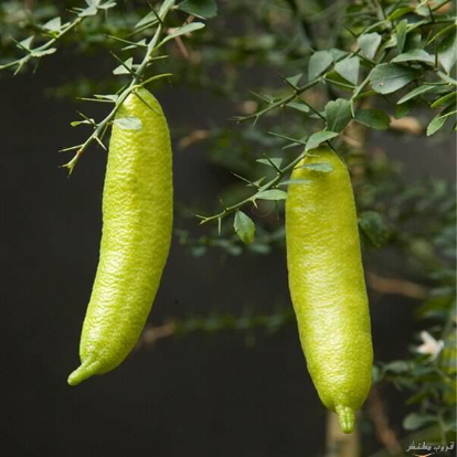 ليمون كافيار اخضر عمر ١٨ شهر