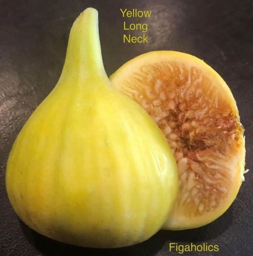 شتلات تين يلو لونق نك