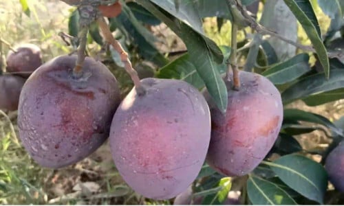 شتلات مانجو شيلي كبير