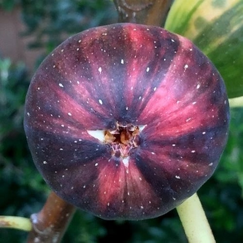 شتلات تين تايقر احمر