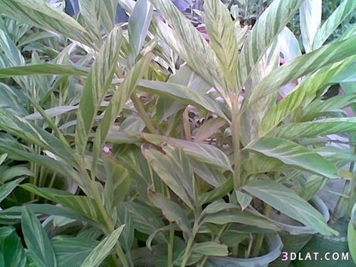 شتلات هيل مستورد تايلندي اقرأ الوصف