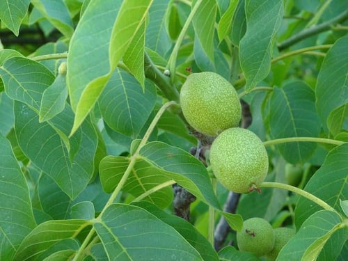 جوز عين الجمل