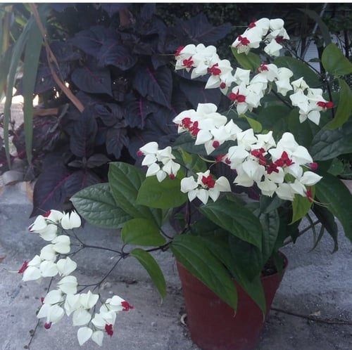 شتلات طربوش الملك الابيض (القلب الدامي )