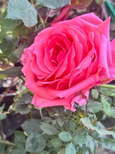 شتلات ورد جوري بنك وردي