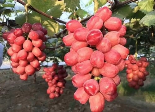 شتلات عنب قلبي