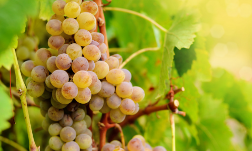 شتلات عنب الباحه