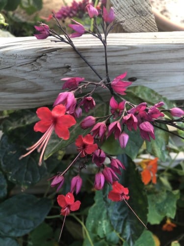 شتلات متسلقة طربوش الملك احمر