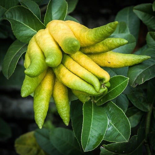 شتلات ليمون اليد عمر ١٨ شهر