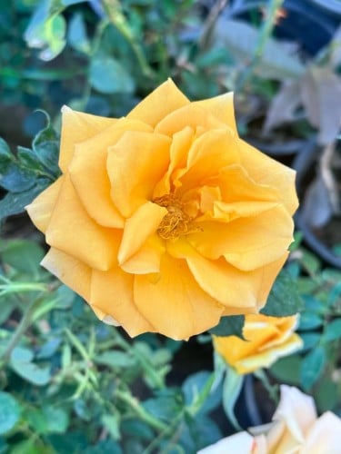 شتلات ورد جوري اصفر