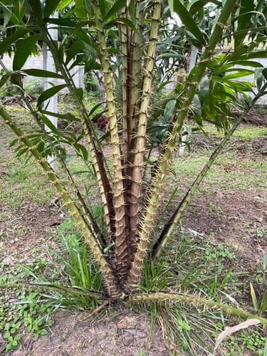 شتلات فاكهة الثعبان سالاكة