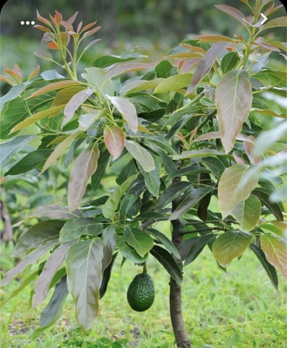 شتلات افوكادو مطعم