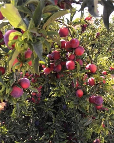 بخاره افريكانو روز