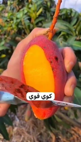 شتلات مانجو كوي فوي صغير