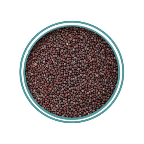 بذور الخردل