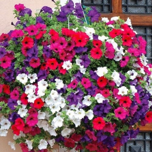 بذور زهرة البيتونيا ألوان متعددة ( Petunia )