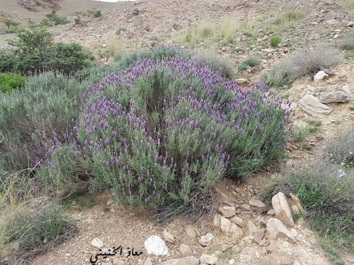 ضرم ( لافندر ) 70 بذرة تقريبا lavandula dentata