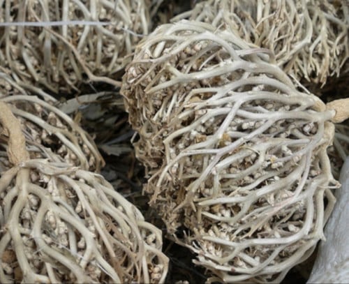 عشبة كف مريم