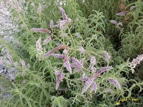 حبق بري مقدار ملعقة وسط من البذور Mentha longifoli...