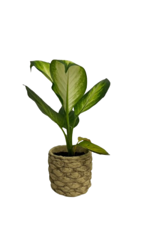 نبتة ديفنباخيا