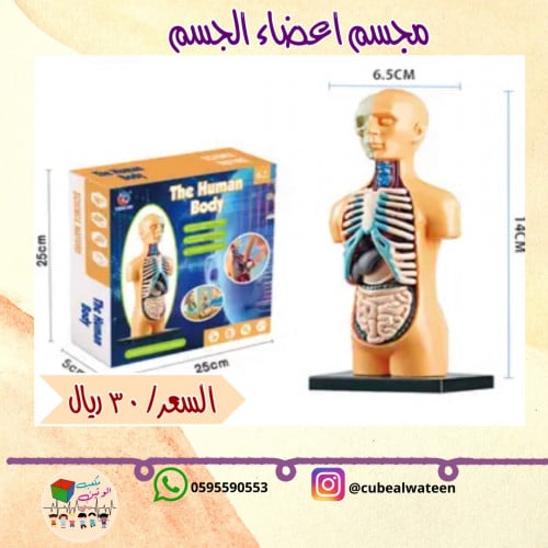مجسم اعضاء الجسم