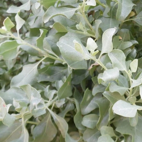 عشبة القطف (المالح)