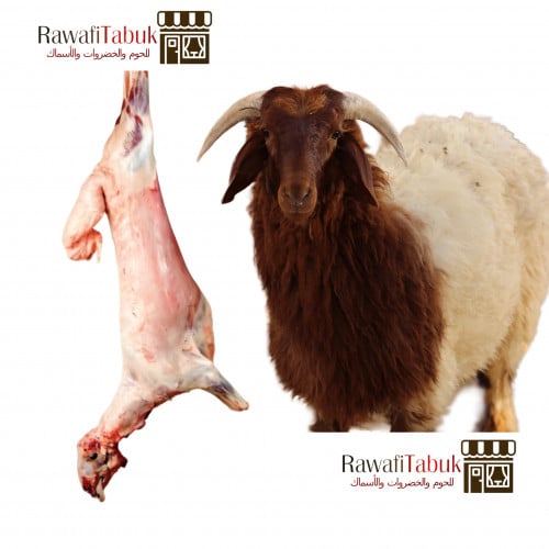 خروف نعيمي بلدي كامل عمر 5 الى 6 شهور
