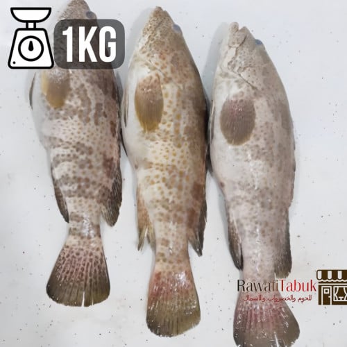 سمك هامور طازج