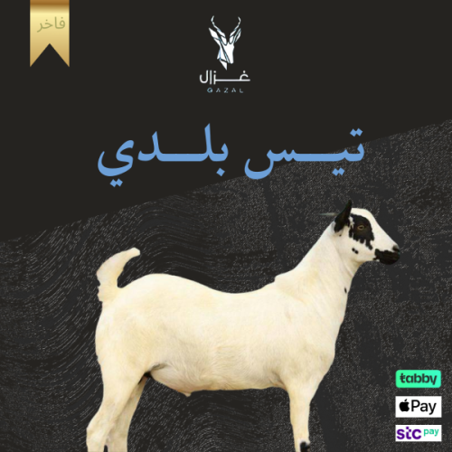 تيس بلدي وسط