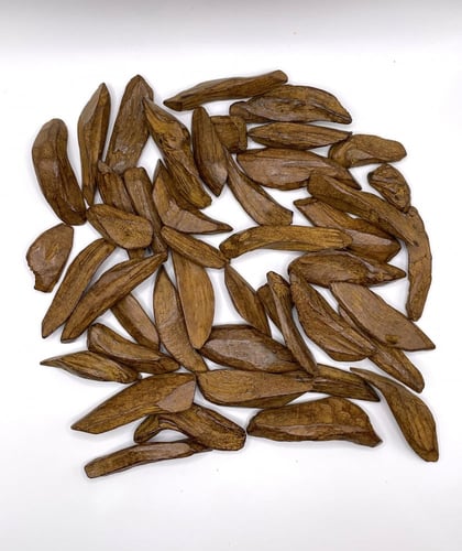 عود السلطنة الموروكي (محسن بيور)