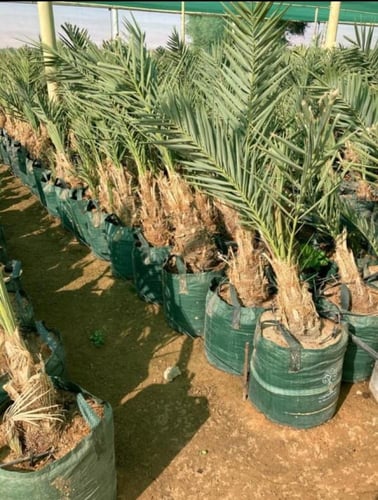 أكياس زراعية كبيرة للأشجار 125 لتر