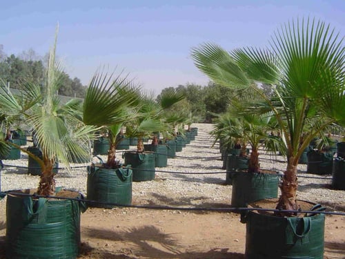 أكياس زراعية كبيرة للأشجار 400 لتر