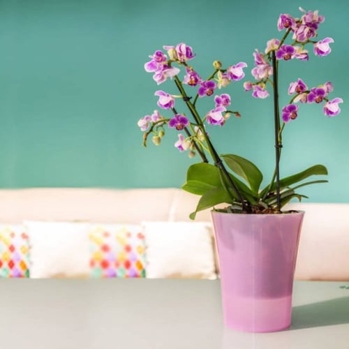 حوض أوركيد Arte-Dea ري ذاتي