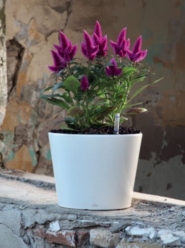 حوض Single دائري ري ذاتي