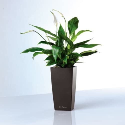 حوض نبات الماني ذاتي الري Lechuza Mini Cubi Premiu...