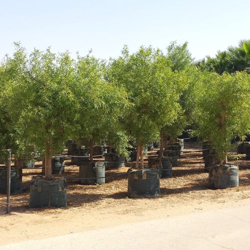 أكياس زراعية كبيرة للأشجار 150 لتر