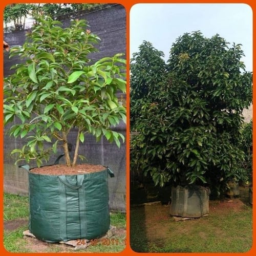 أكياس زراعية كبيرة للأشجار 300 لتر